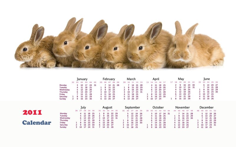 Six Brown Bunnies
