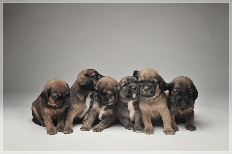 Six Brown Puppies