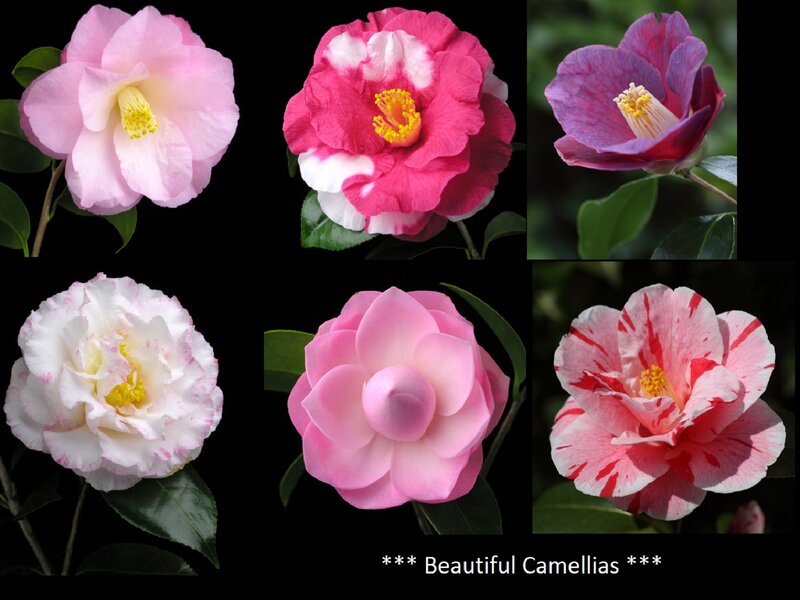 Six Camellia Flowers