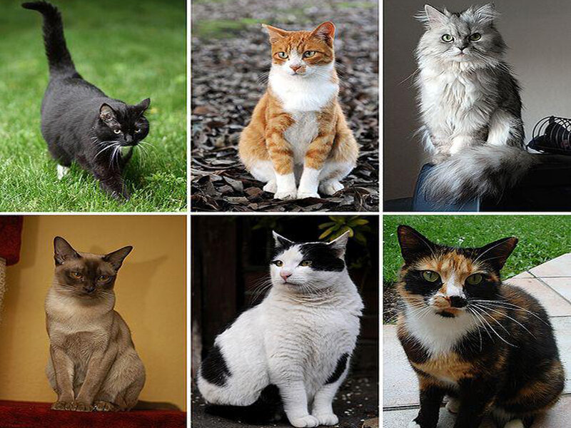 Six Cats in a Collage