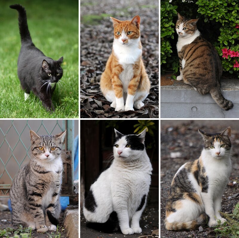 Six Cats in Outdoor Scenes