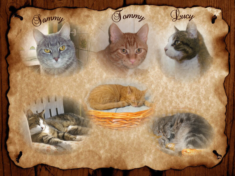 Six Cats on Parchment
