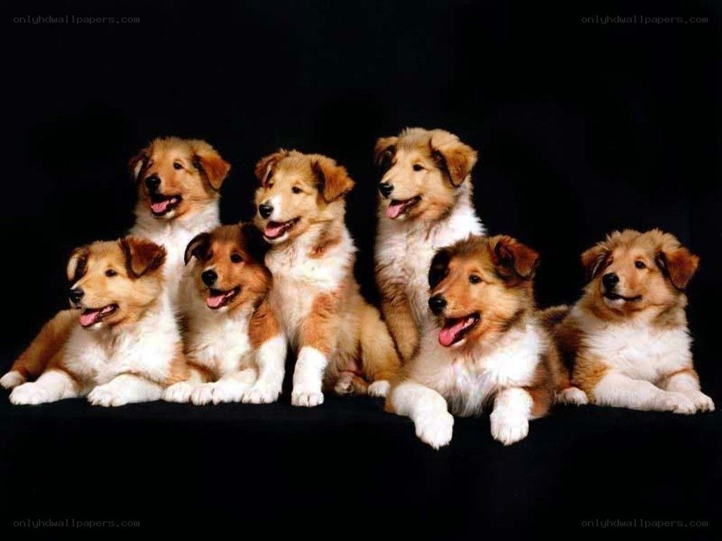 six collie puppies together