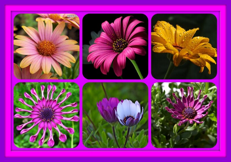 Six Daisy-like Flowers