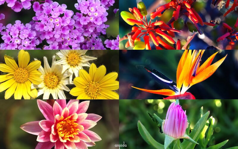 Six Different Flowers