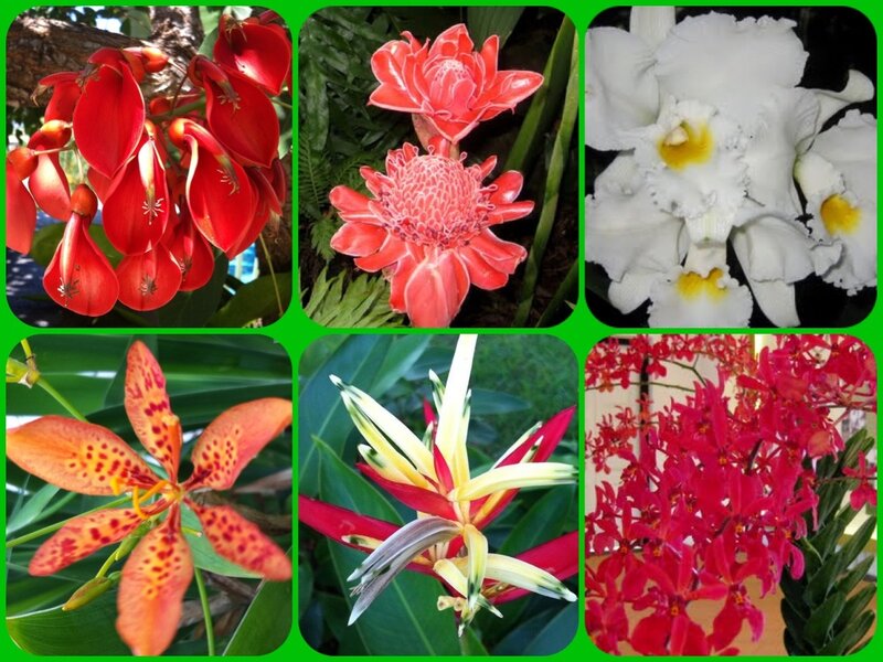 Six Different Tropical Flowers