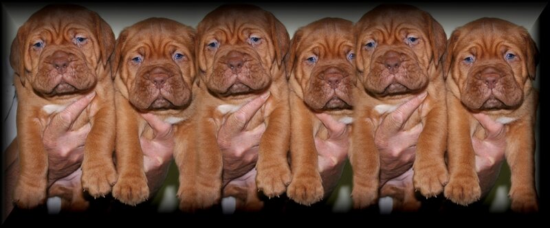 Six Dog Puppies