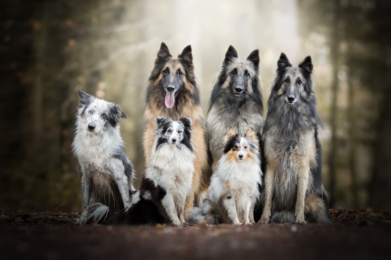 Six Dogs in Forest