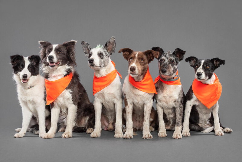 Six Dogs in Orange Bandanas