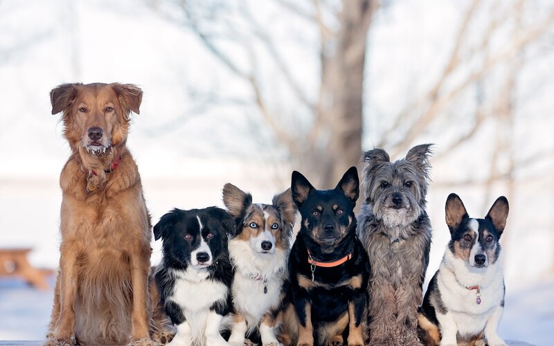 Six Dogs in Snow