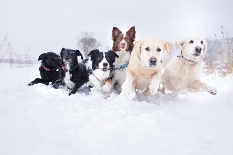 Six Dogs in Snow — White