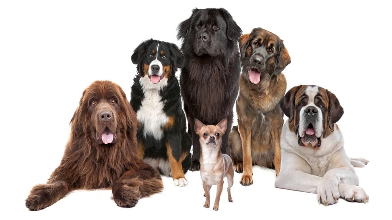 Six Dogs in Studio