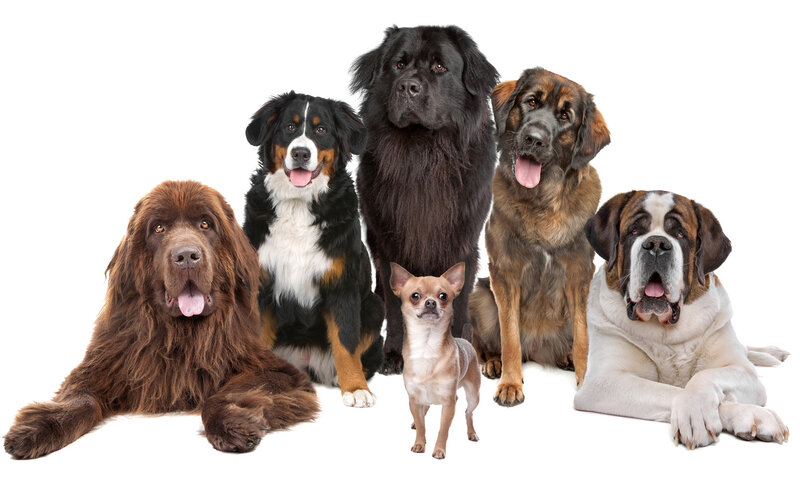Six Dogs in Studio — White