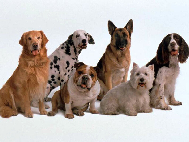six dogs of different breeds