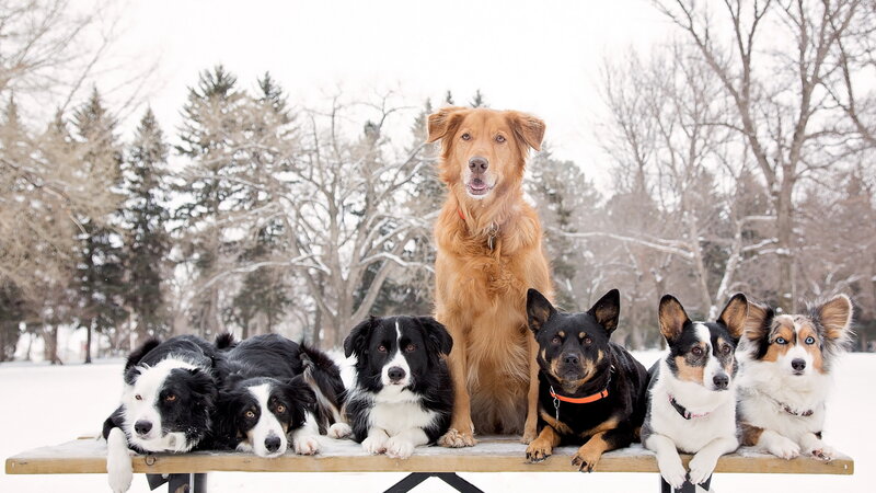 Six Dogs on Bench