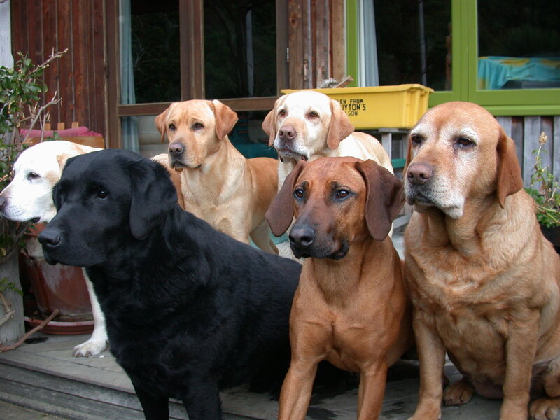 Six Dogs on Porch