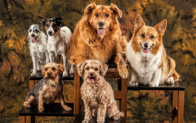 Six Dogs on Steps