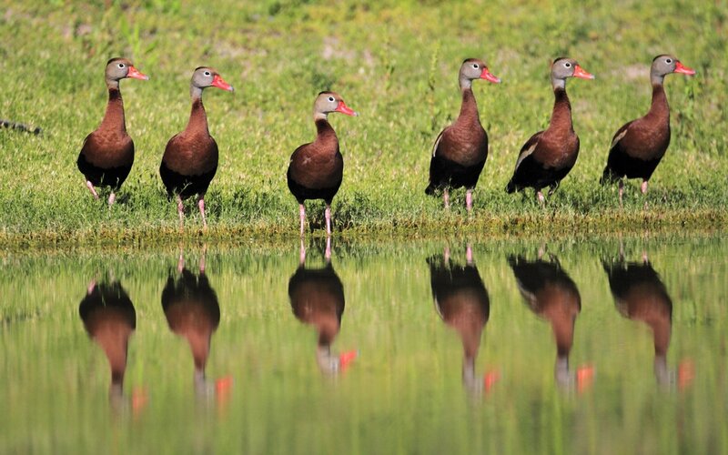Six Ducks in Grass