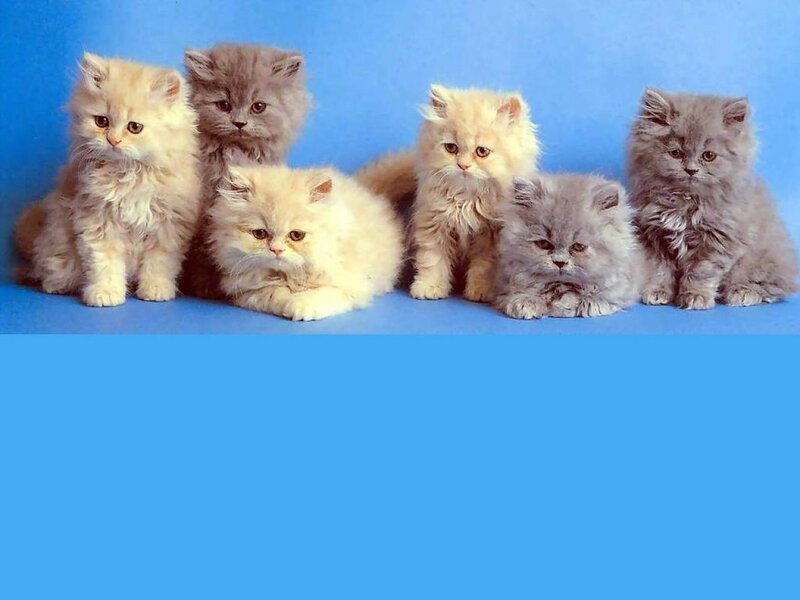 Six Fluffy Kittens