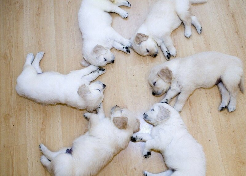 Six Golden Retriever Puppies — Beige