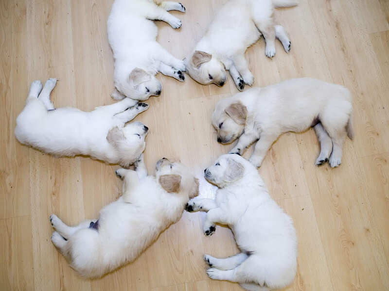 Six Golden Retriever Puppies