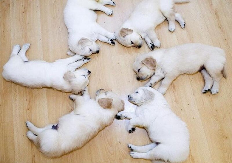 Six Golden Retriever Puppies — White