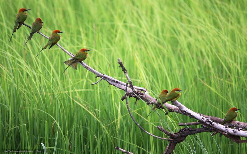 Six Green Bee-eaters