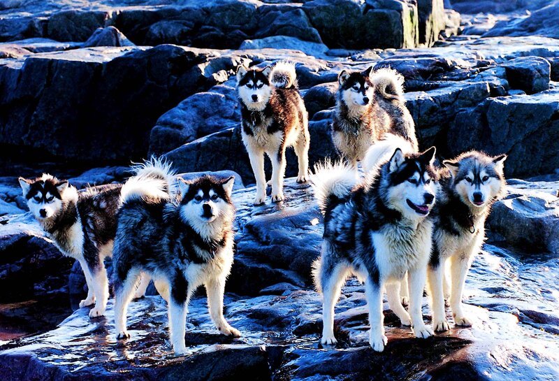 Six Husky Dogs on Rocks