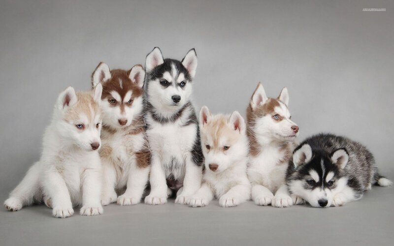 Six Husky Puppies — Gray, Calm, Photograph
