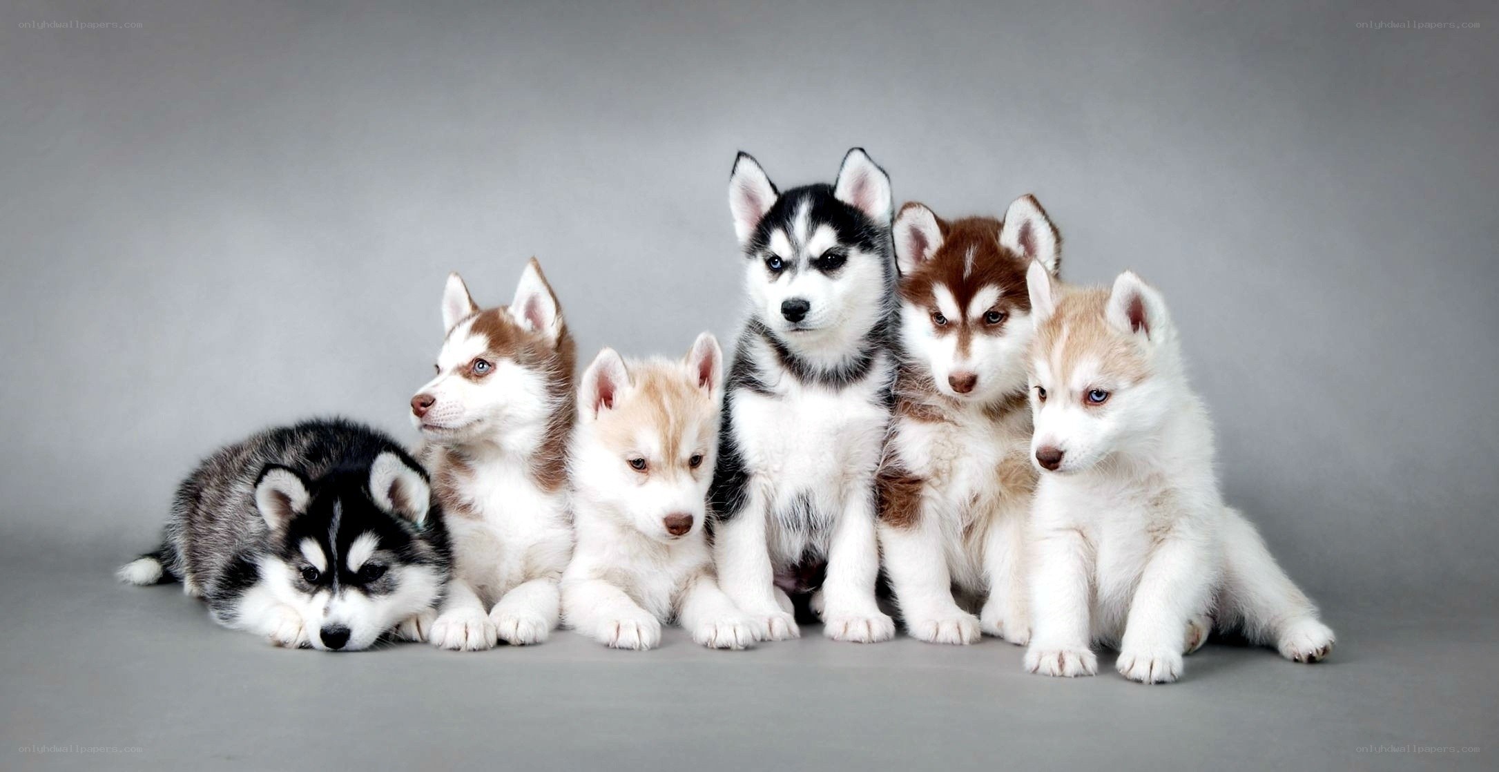 six husky puppies in a row
