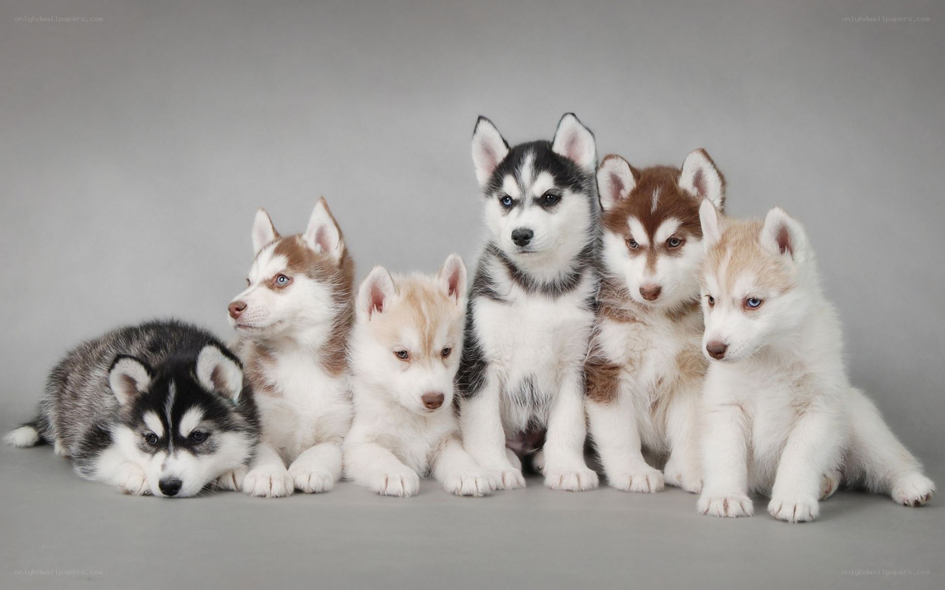 six husky puppies together