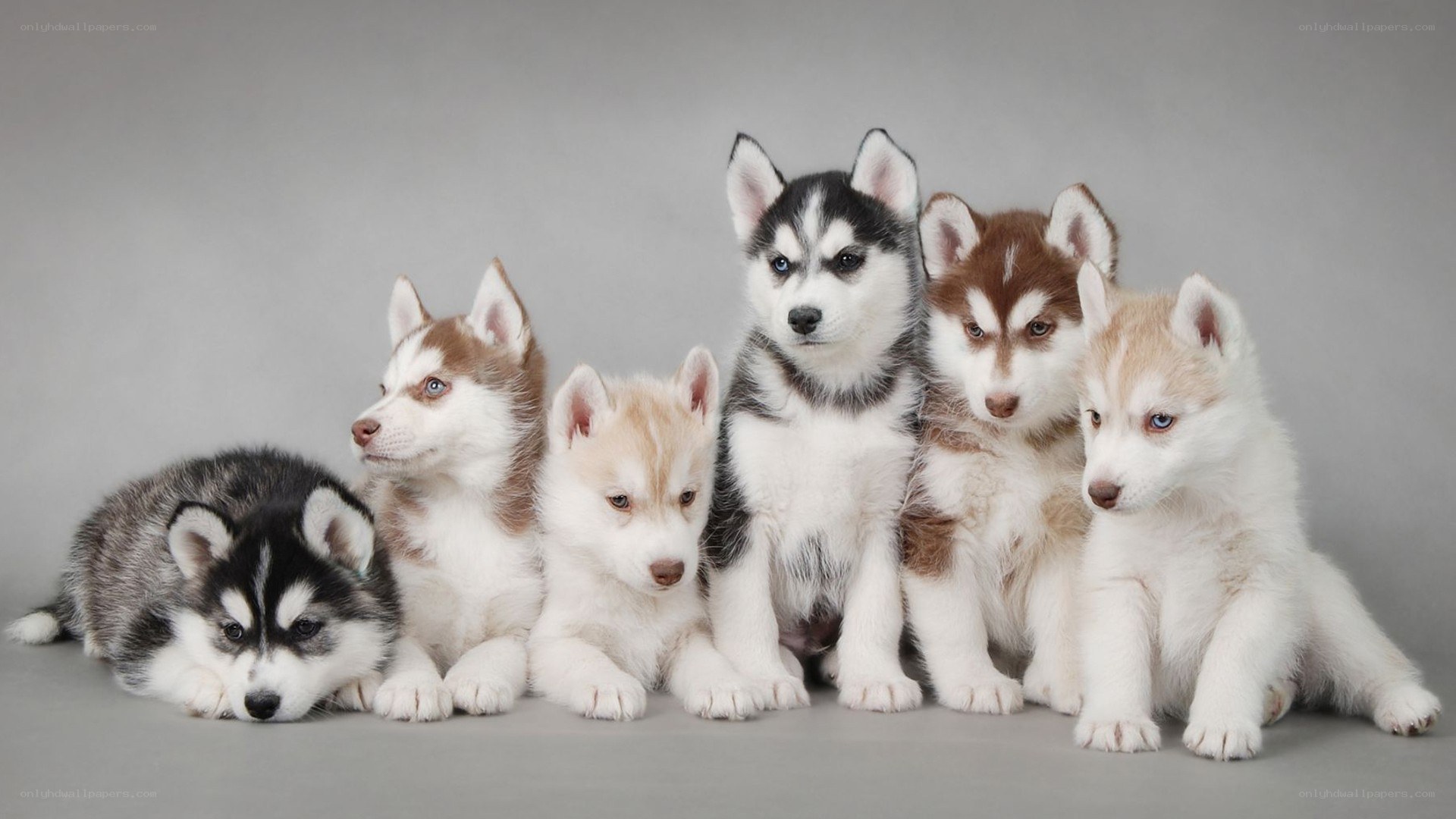 six husky puppies together