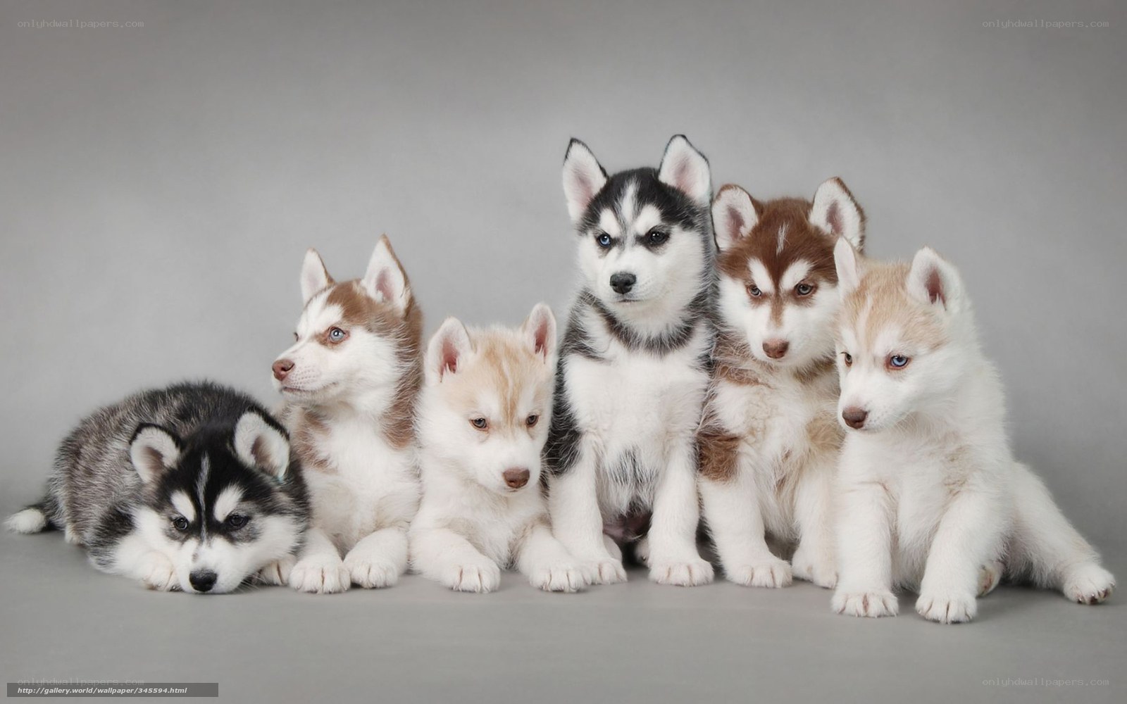 six husky puppies together