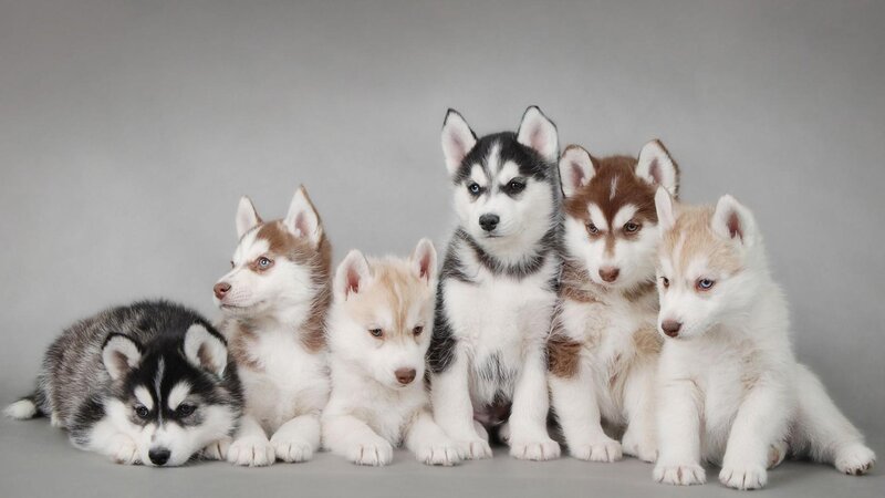 Six Husky Puppies — White, Calm