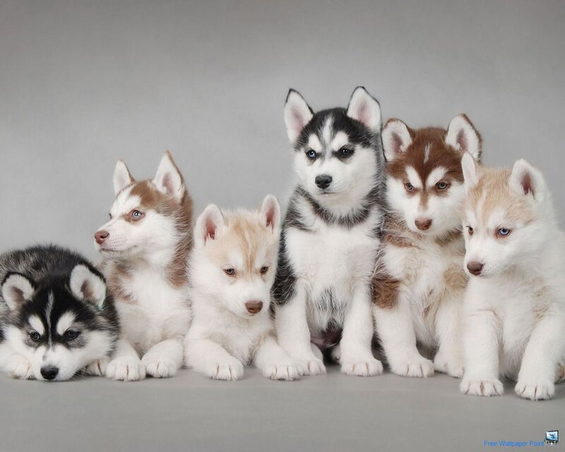 Six Husky Puppies — White
