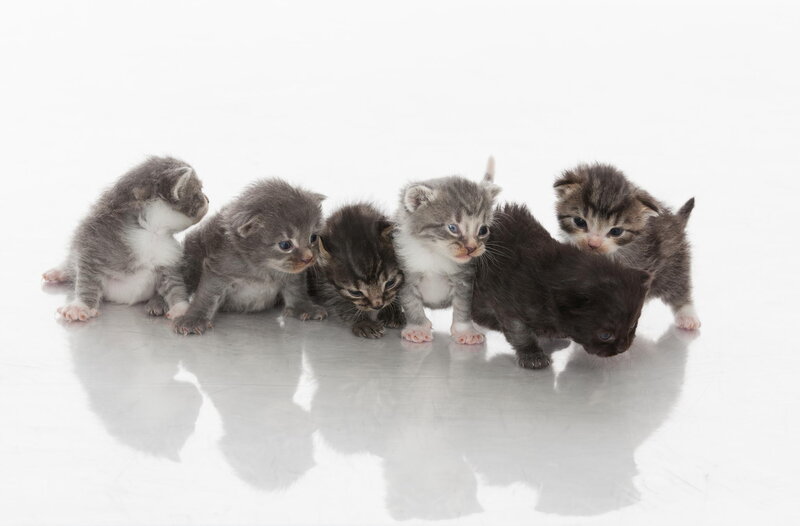 Six Kittens in a Row — Gray