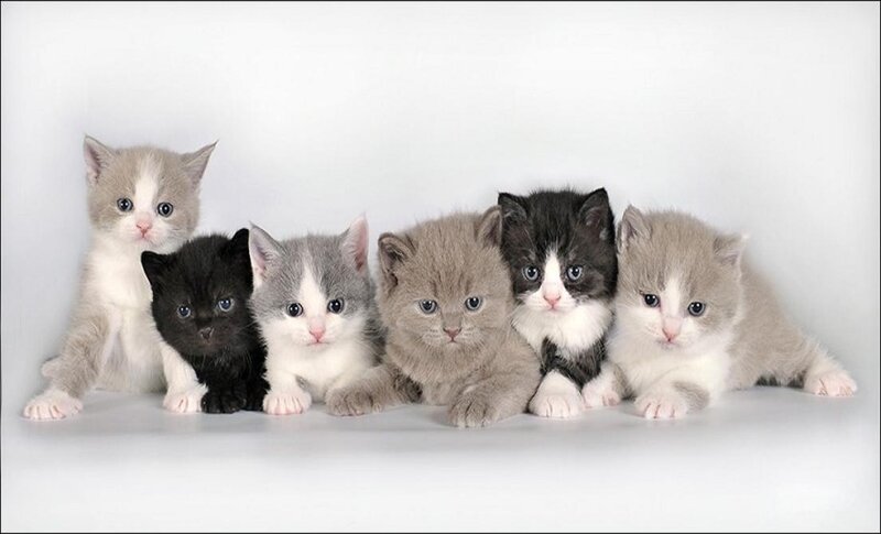 Six Kittens in a Row
