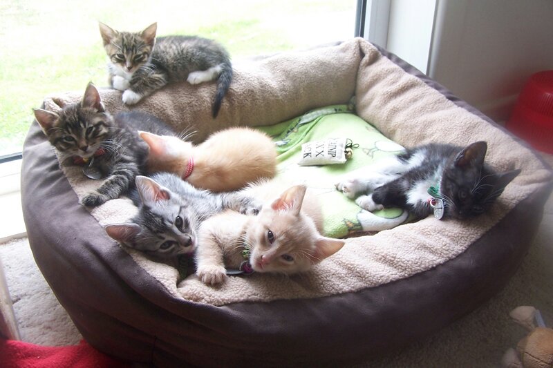 Six Kittens in Bed