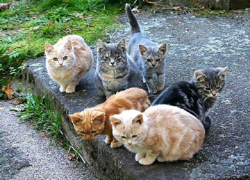 six kittens on a step