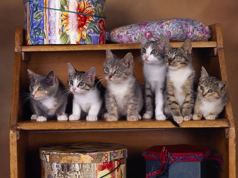 Six Kittens on Shelf