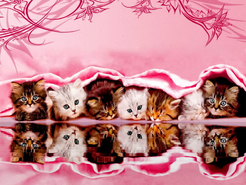 Six Kittens under Blanket