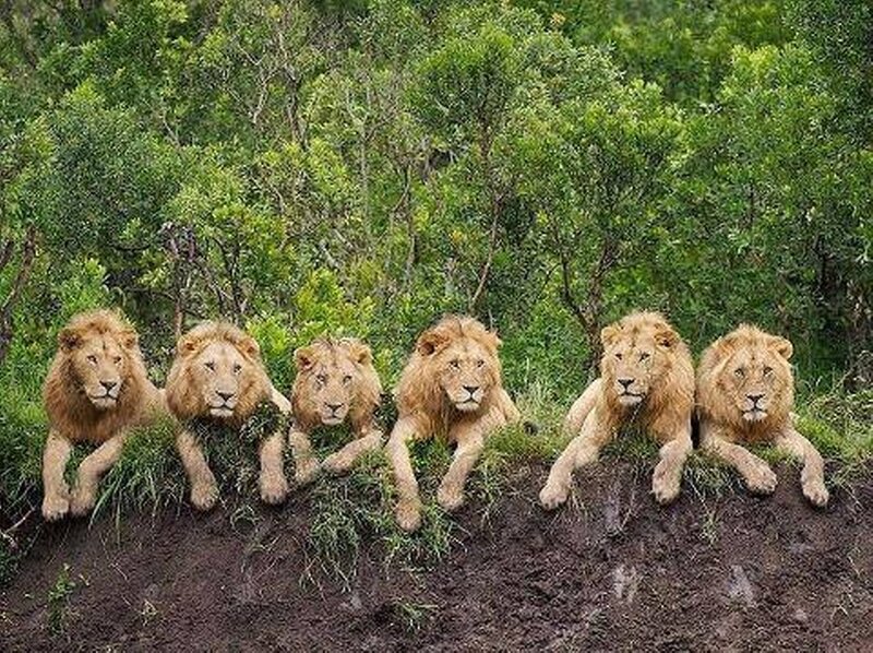 Six Lions in a Row