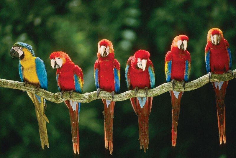 Six Macaws on a Branch