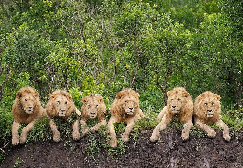 Six Male Lions