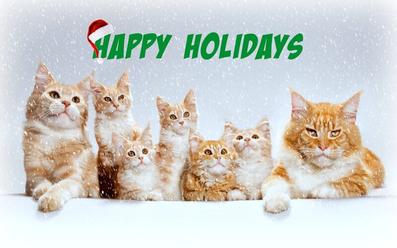 Six Orange Cats in Snow