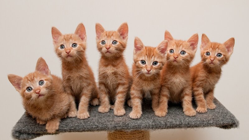 Six Orange Kittens — Innocent, Photograph