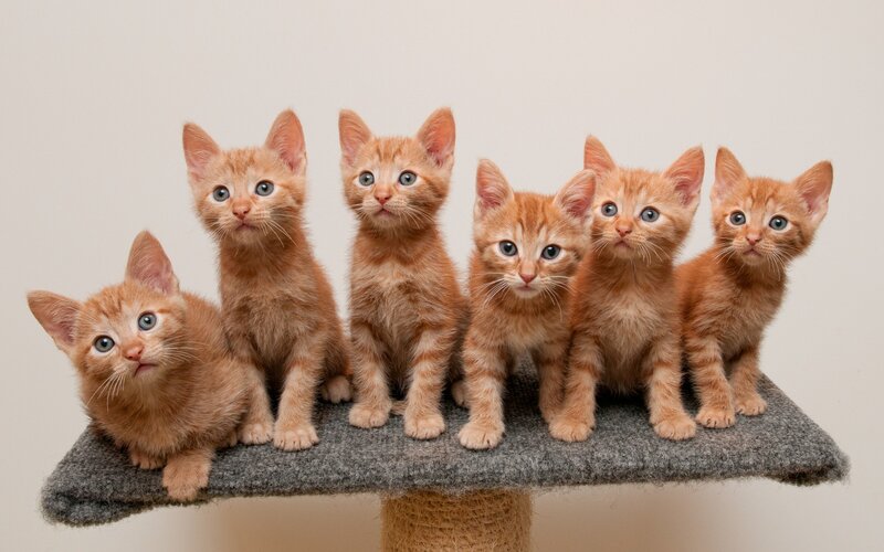 Six Orange Kittens — Innocent