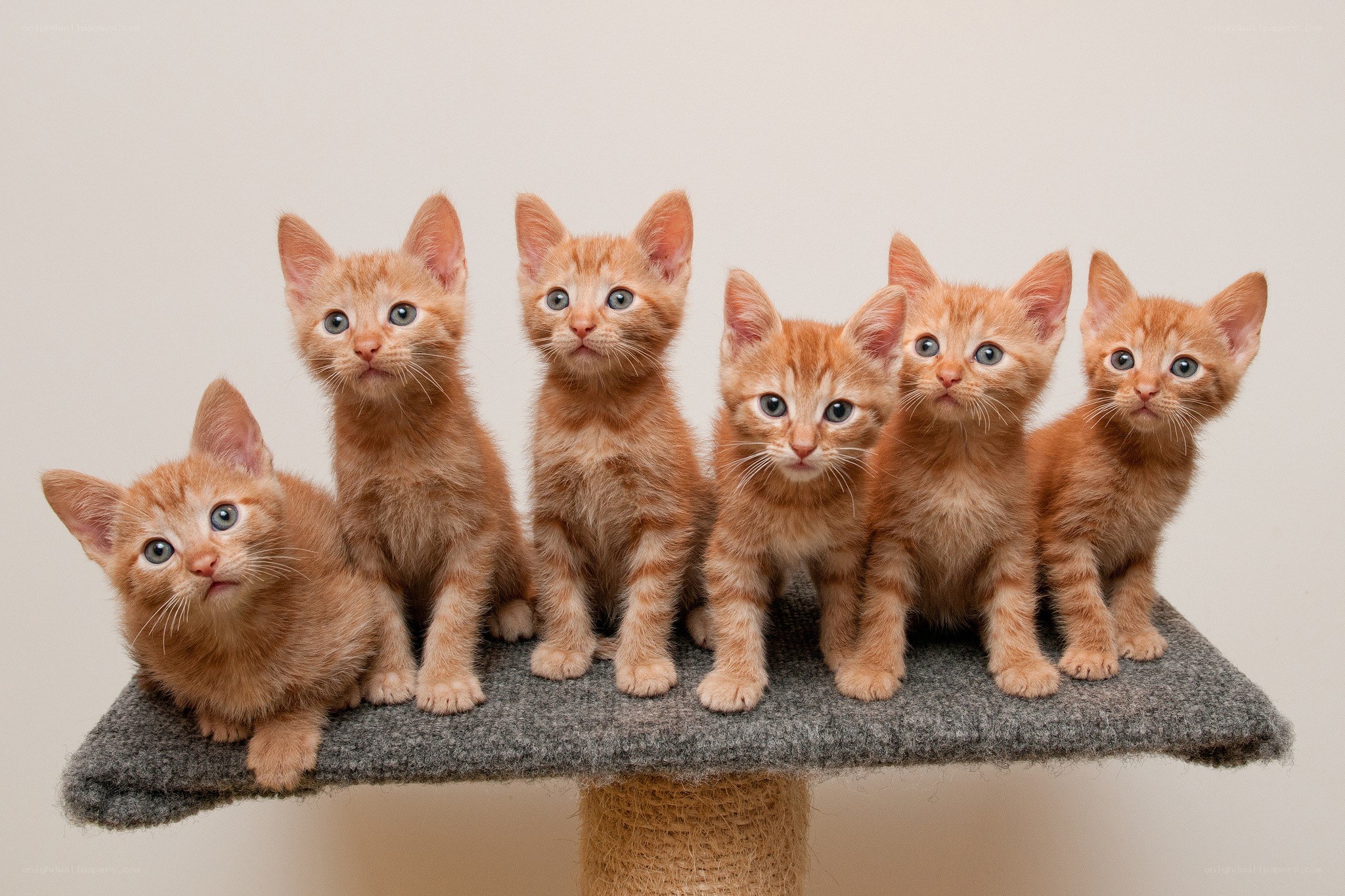 six orange kittens on a cat tree