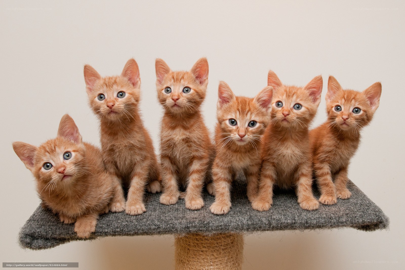 six orange kittens on a perch