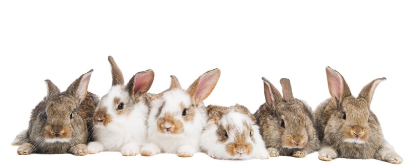 six rabbits in a row